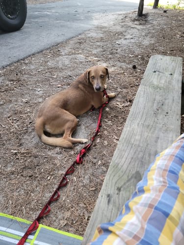 Customer photo review of FurLife™ 12 Months Flea and Tick Free
