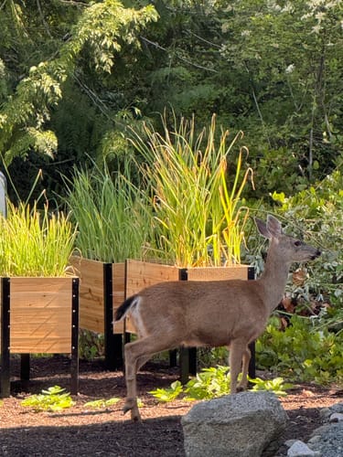 Customer photo review of 18" x 48" Raised Garden Bed - 30" TALL