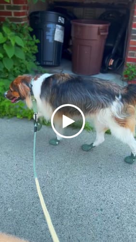 Customer video review of WagWellies® Mojave