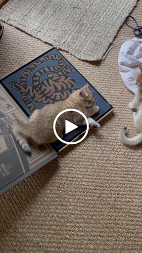 Customer video review of Asian Tiger - Luxury Cat Scratching Board