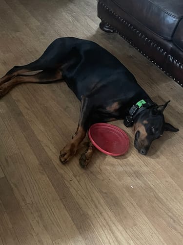 Customer photo review of FurLife™ 12 Months Flea and Tick Free
