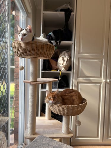 Customer photo review of Oak Cat Tower – 6 Levels with Woven Rattan Beds (90855)