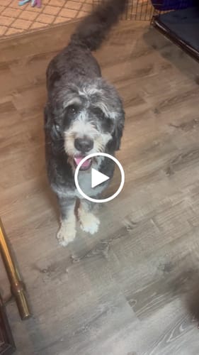 Customer video review of Smoked Beef Marrow Bone