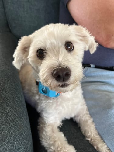 Customer photo review of FurLife™ 12 Months Flea and Tick Free