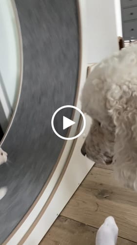 Marie L. review of Elmato Katzenlaufrad Simba image 1 out of 1