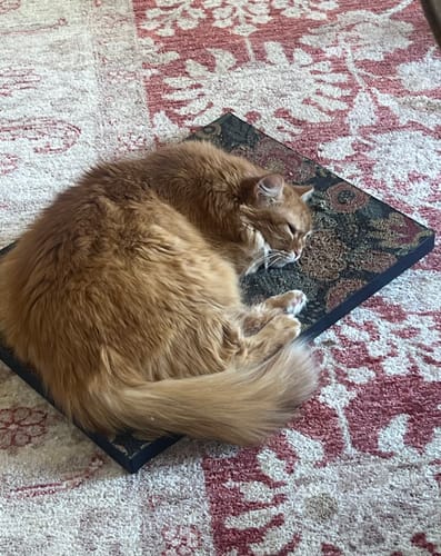 Customer photo review of Flowerbed - Luxury Cat Scratching Board