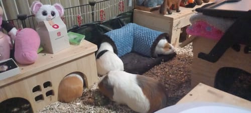 Customer photo review of Ecktunnel in 3 Farben