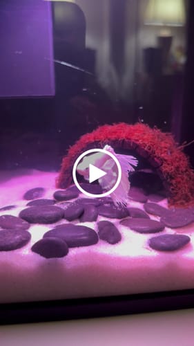 Customer video review of Super White Dumbo Ear Halfmoon Male Betta Fish