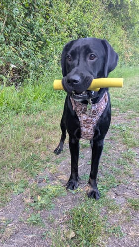 Georgia review of Tough Trails™ Harness - Cowboy image 1 out of 1