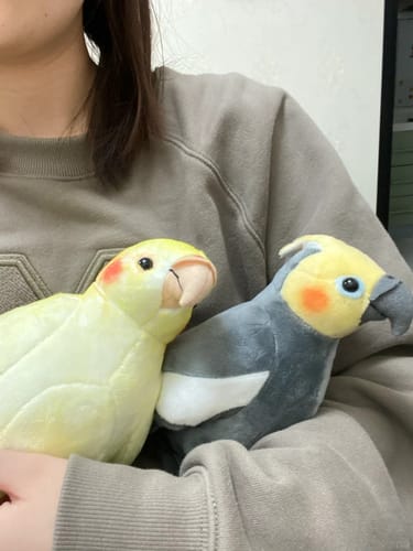 Customer photo review of Realistic Grey Cockatiel Plush Toy – Soft, Charming, and Lifelike