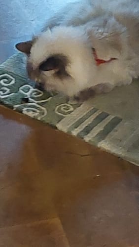 Customer photo review of Patsli Belly