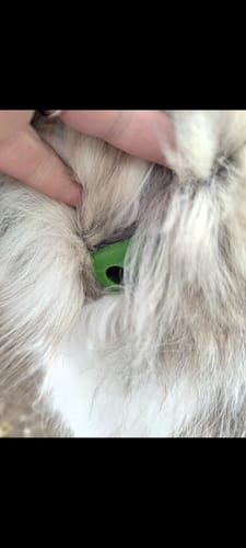 Customer photo review of FurLife™ - 8 Months Flea and Tick Collar for Dogs
