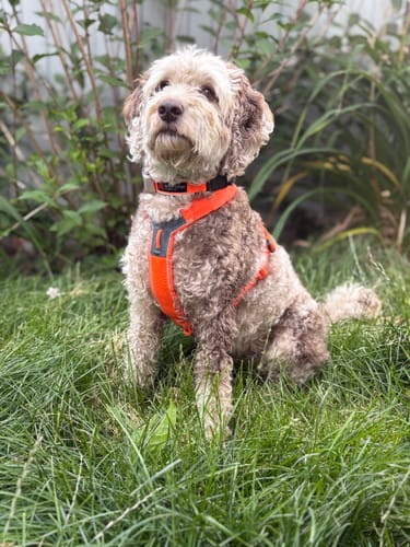 Customer photo review of Non-Stop Dogwear Line Harness 5.0