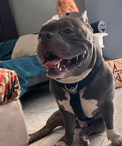 Mary K. review of Training Anti Pull TRI-Harness® | M-XL Breeds - Black image 1 out of 3