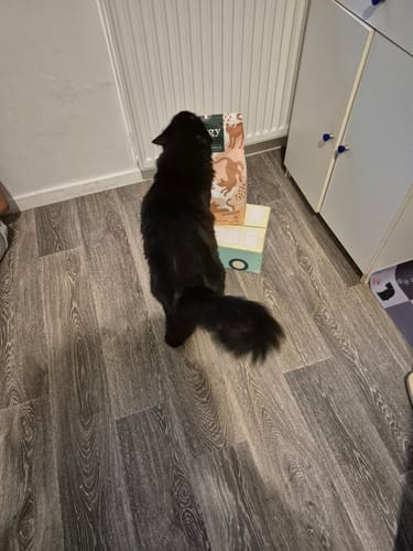 Avis photo d'un client sur Croquettes Chat Stérilisé Sans Céréales - Poulet