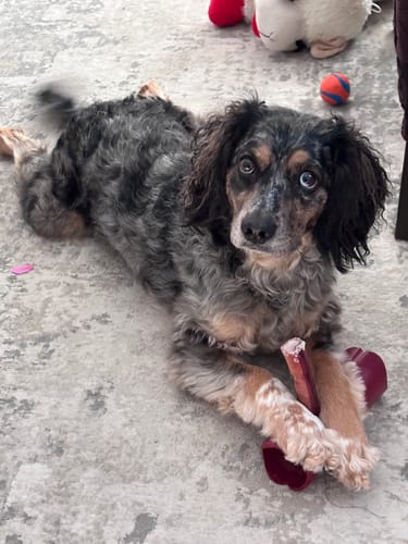 Customer photo review of 6 Inch Jumbo Bully Stick