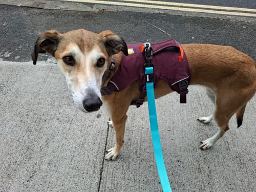 Customer photo review of Tesla City Leash (Hands-Free)