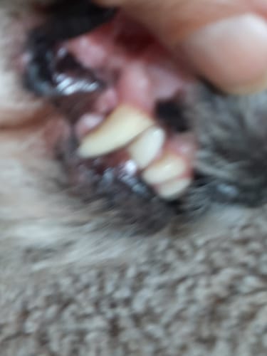 Customer photo review of DE-01 Dental Dogbiotic