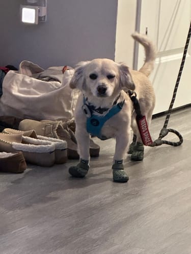 Customer photo review of WagWellie® Mojave Single