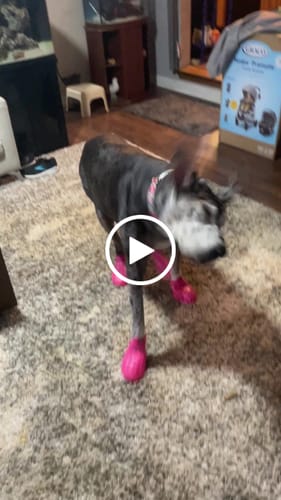 Customer video review of WagWellies® Mojave