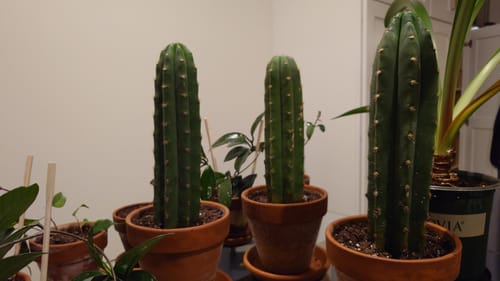 Customer photo review of San Pedro Cactus | Trichocereus (Echinopsis) Pachanoi