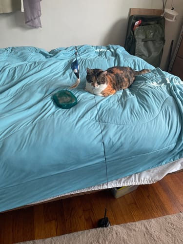 Customer photo review of Interactive Bird Simulation Cat Toy Set