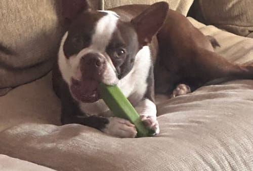 Customer photo review of 4-Stick Yak Chew Pack – Mint, Banana, Strawberry & Pumpkin