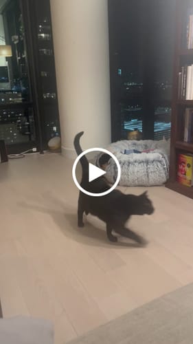 Customer video review of Interactive Bird Simulation Cat Toy Set