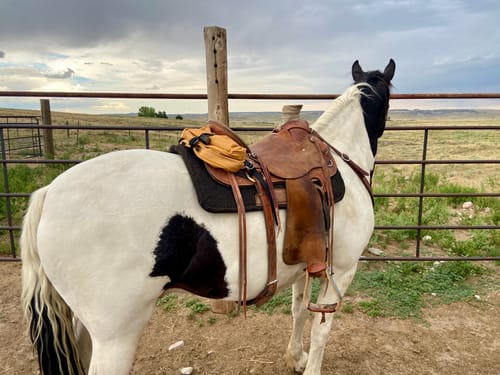 Customer photo review of The Brumby