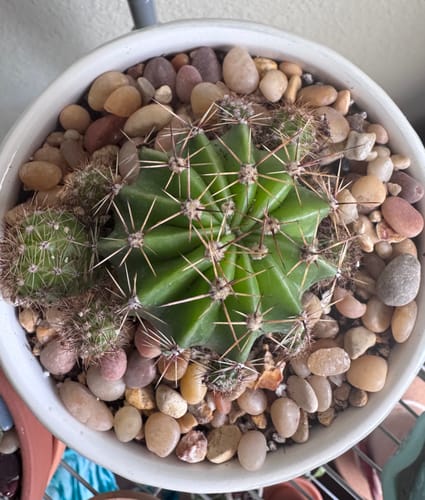 Customer photo review of Echinobivia Hybrid | Rainbow Burst Cactus
