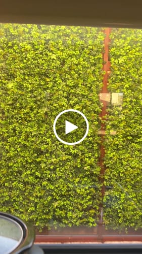 Customer video review of Luxury Mixed Ivy Artificial Hedge Fence Panels / Fake Vertical Garden 1m x 1m UV Resistant