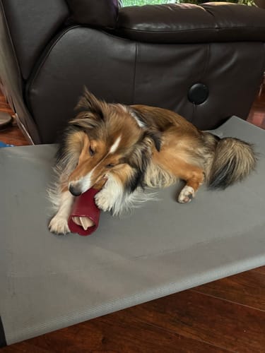 Customer photo review of 12 Inch Mega Monster Bully Stick (LIMITED)