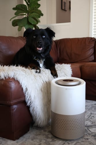 Customer photo review of Pet Air Purifier