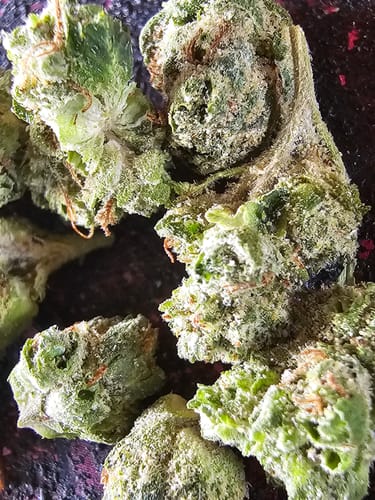 Customer photo review of Wholesale Dank Flamingo THCA Flower