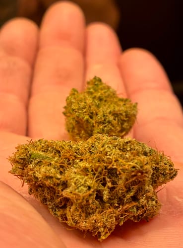 Customer photo review of Dutch Treat