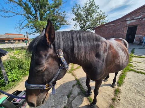 Customer photo review of Kristallkraft Move