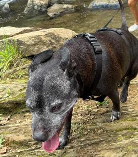 Customer photo review of 6 Inch Gullet Sticks