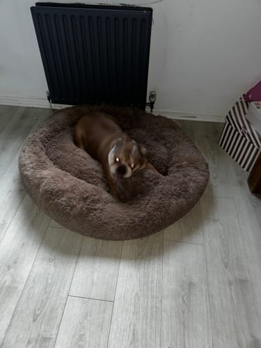 Customer photo review of Calming Donut Bed - Light Brown