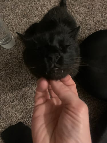 Customer photo review of Natural Hyperthyroidism Support Formula for Cats, 30-Day Supply