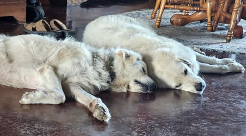 Customer photo review of DA-1™ Daily All-in-One Complete Care