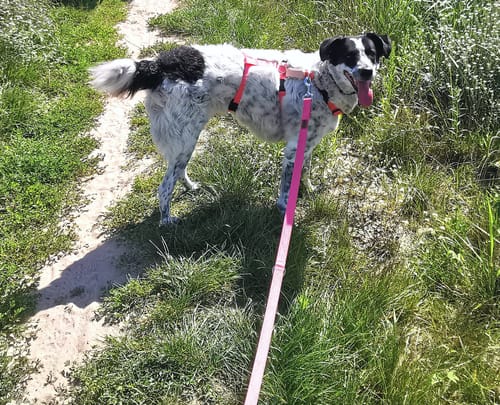 Customer photo review of Comfort Sicherheitsgeschirr, Panikgeschirr