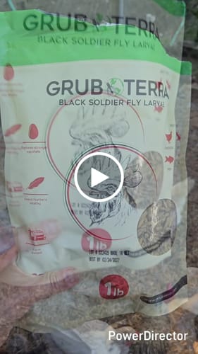 Customer video review of GrubTerra Dried Larvae Sample