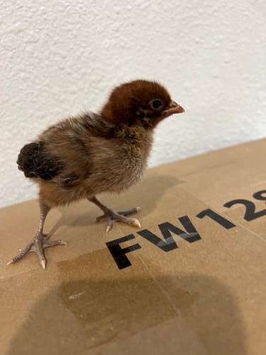 Customer photo review of Gold Deathlayer Chick (Unsexed)