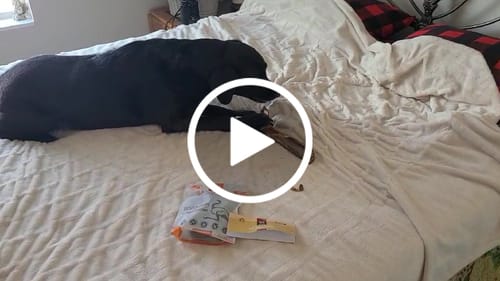 Customer video review of Medium Ostrich Cane (10" x 3"): The Long-Lasting, Flavor-Packed Chew for Medium & Large Dogs