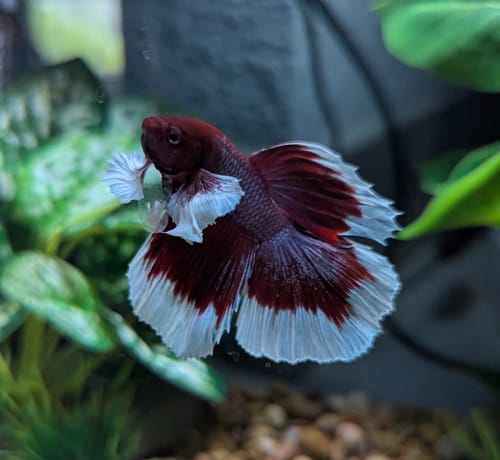 Customer photo review of Dumbo Lavender Halfmoon Male Betta Fish