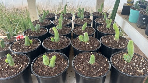 Customer photo review of Trichocereus Bridgesii Monstrose | Short Form | Type B | Penis Cactus
