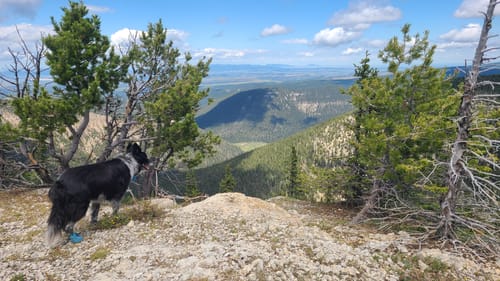 Customer photo review of WagWellies® Mojave