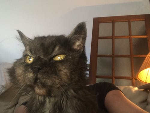 Avis photo d'un client sur Croquettes Chat Stérilisé Sans Céréales - Poulet