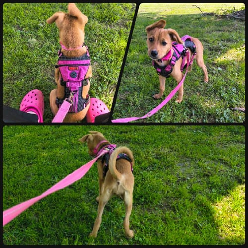 Customer photo review of FurLife™ - 12 Months Flea and Tick Tags for Dogs