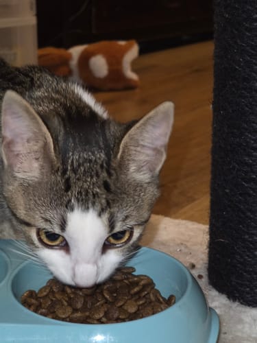 Avis photo d'un client sur Croquettes Chaton Sans Céréales - Poulet & Huile de Saumon